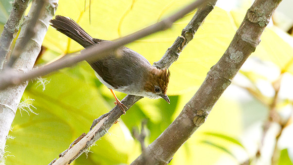 Chestnut-crested Yuhina (Yuhina everetti)
