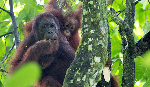 Bornean orangutan (Pongo pygmaeus) Female with Juv