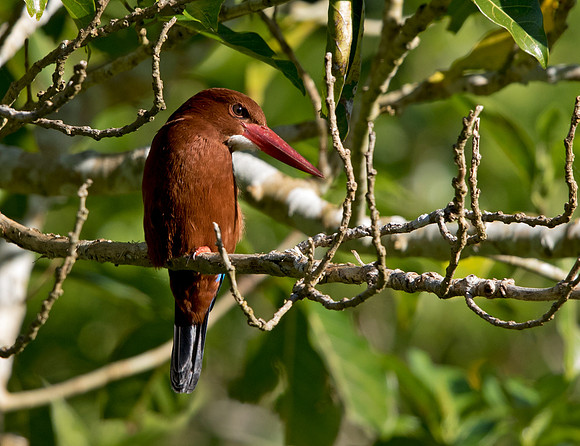 White-throated kingfisher (Halcyon smyrnensis)
