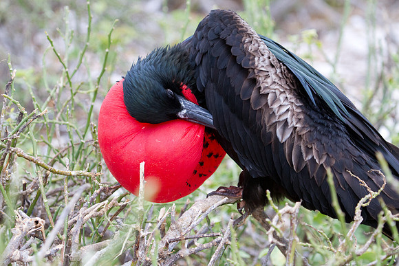 Magnificent Frigatebird (Fregata magnificens)