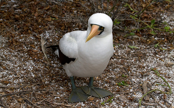 Nazca Booby (Sula granti)