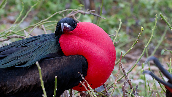 Magnificent Frigatebird (Fregata magnificens)