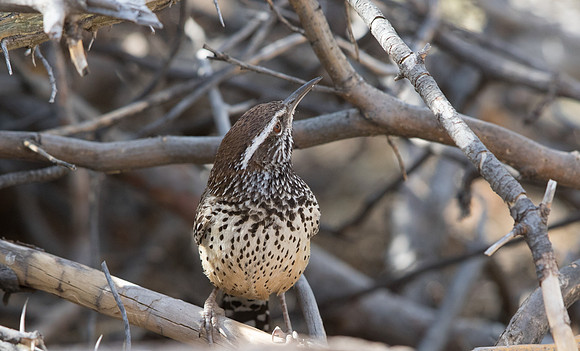 Cactus wren (Campylorhynchus brunneicapillus)