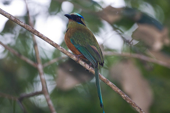 Blue-crowned Motmot (Momotus momota)