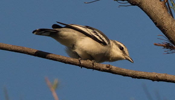 Pied triller (Lalage nigra)