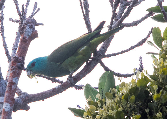 Blue-headed racket-tail (Prioniturus platenae)