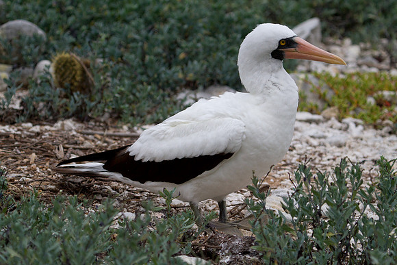 Nazca Booby (Sula granti)