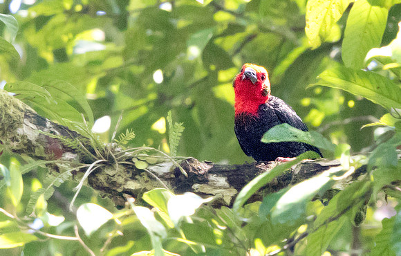 Bornean bristlehead (Pityriasis gymnocephala)