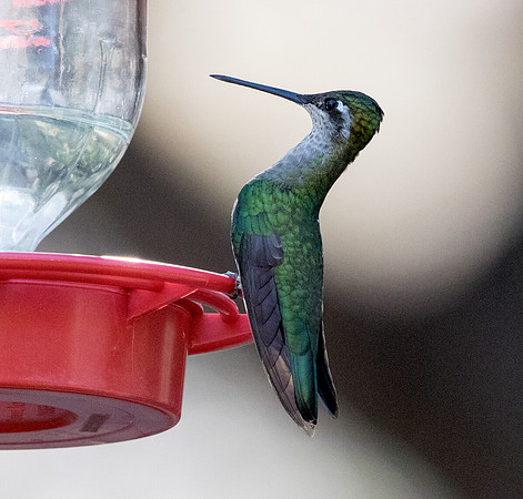 Magnificent hummingbird (Eugenes fulgens)