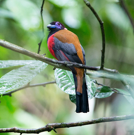 Diard's trogon (Harpactes diardii) Male