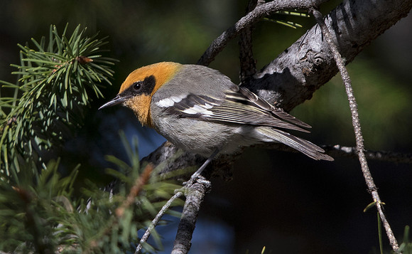 Olive warbler (Peucedramus taeniatus)