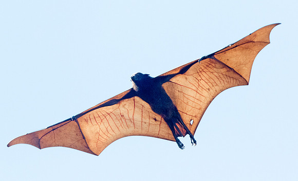 Giant golden-crowned flying fox (Acerodon jubatus)