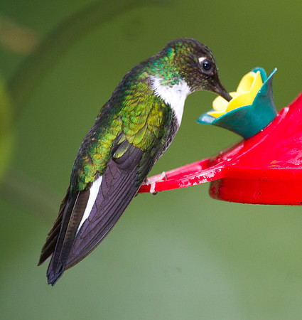 Collared Inca (Coeligena torquata)