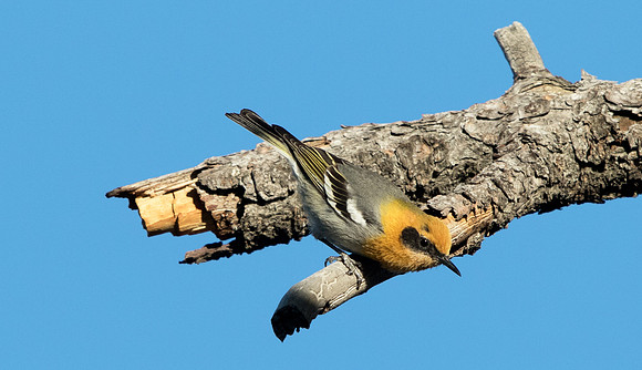 Olive warbler (Peucedramus taeniatus)