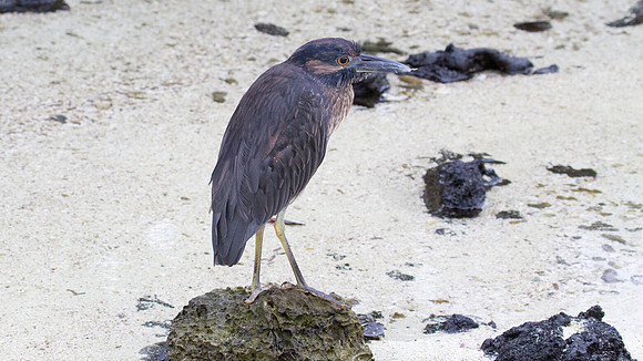 Yellow-crowned Night Heron (Nyctanassa violacea)