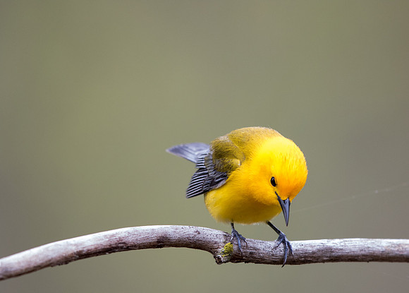 Prothonotary warbler (Protonotaria citrea)
