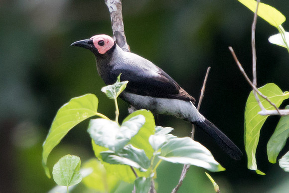 Coleto (Sarcops calvus)