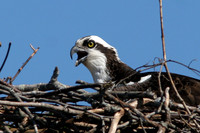Osprey (Pandion haliaetus)