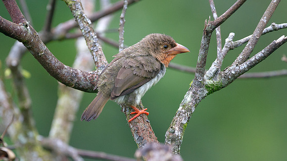 Brown Barbet (Caloramphus fuliginosus)
