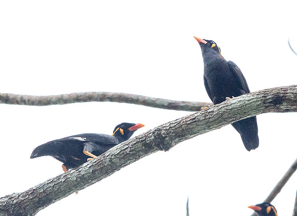 Common hill myna (Gracula religiosa)