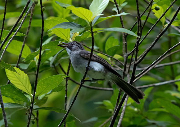 Streaked bulbul (Ixos malaccensis)