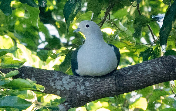 Green imperial pigeon (Ducula aenea)
