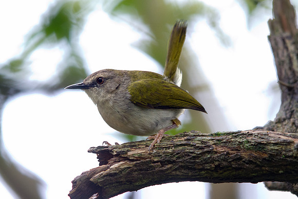 Green-backed Camaroptera (Camaroptera brachyura)