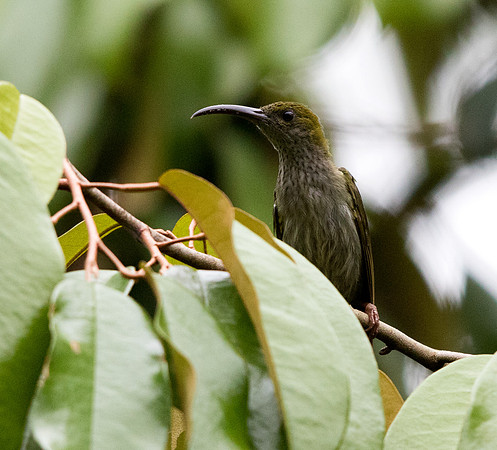 Bornean spiderhunter (Arachnothera everetti)