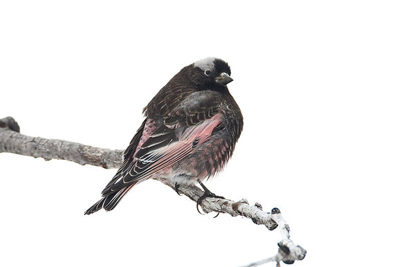 Black Rosy-finch (Leucosticte atrata)