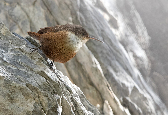 Canyon wren (Catherpes mexicanus)