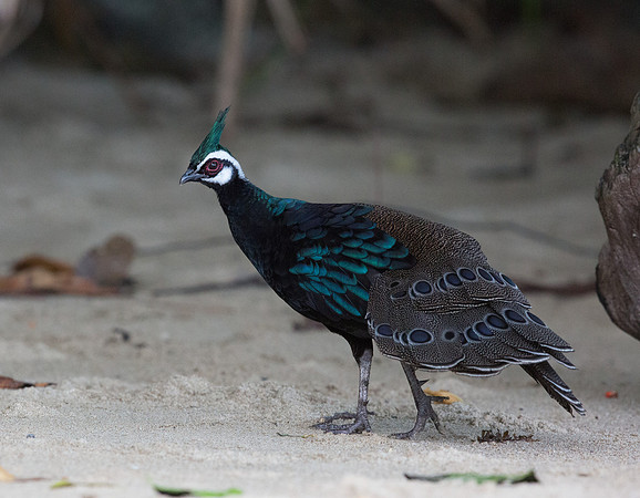 Palawan peacock-pheasant (Polyplectron napoleonis) Male