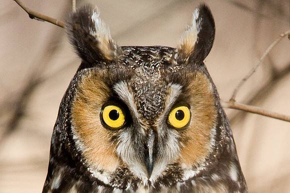 Long-eared Owl (Asio otus)