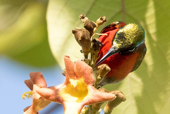 Purple-throated sunbird (Leptocoma sperata) Male