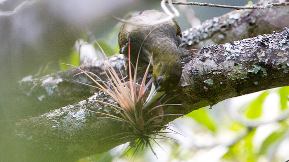 Dusky-green Oropendola (Psarocolius atrovirens)