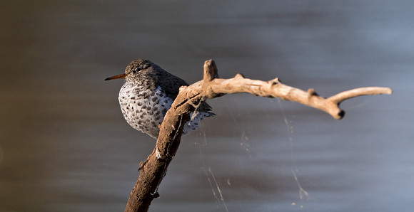 Spotted sandpiper (Actitis macularius syn. Actitis macularia)