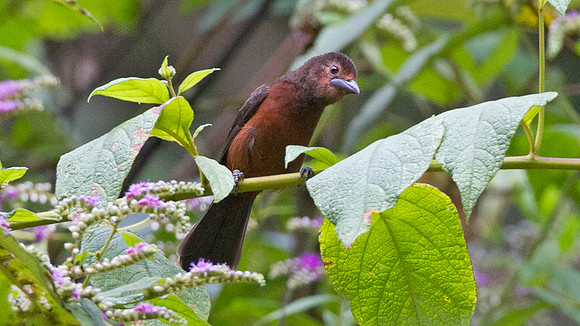 Silver-beaked Tanager (Ramphocelus carbo) - female