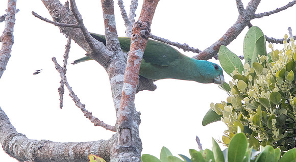 Blue-headed racket-tail (Prioniturus platenae)