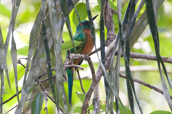 Great Jacamar (Jacamerops aureus)