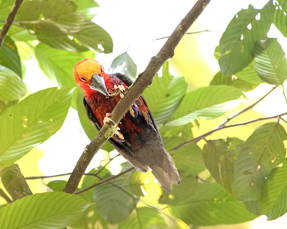 Bornean bristlehead (Pityriasis gymnocephala)