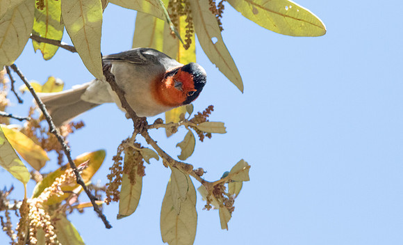 Red-faced warbler (Cardellina rubrifrons) Male