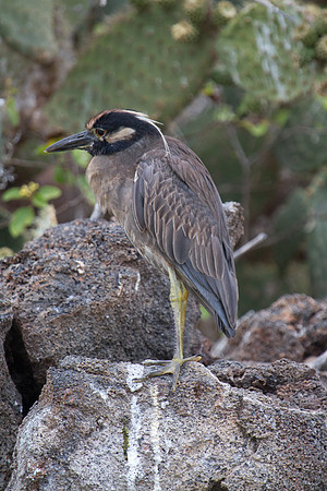Yellow-crowned Night Heron (Nyctanassa violacea)