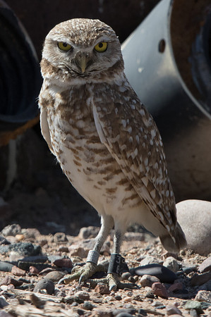 Burrowing owl (Athene cunicularia)