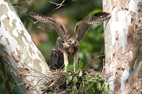 Red-shouldered Hawk (Buteo lineatus) juvenile