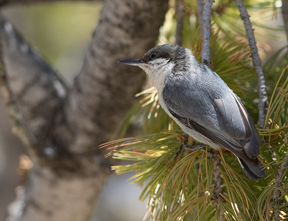 Pygmy nuthatch (Sitta pygmaea)