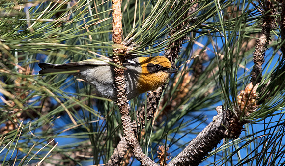 Olive warbler (Peucedramus taeniatus)