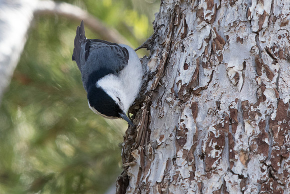 White-breasted nuthatch (Sitta carolinensis)