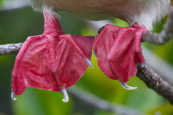 Red-footed Booby (Sula sula)