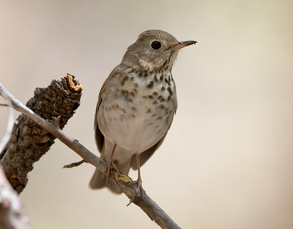 Hermit thrush (Catharus guttatus)