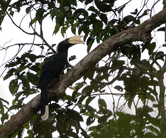 Oriental pied hornbill (Anthracoceros albirostris) Male