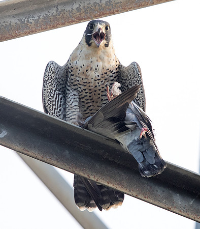 Peregrine falcon (Falco peregrinus)